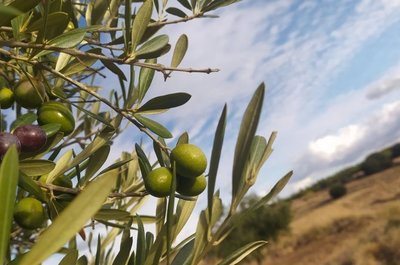 COSECHA TEMPRANA. Aceites Verdes - Premium - Gourmet