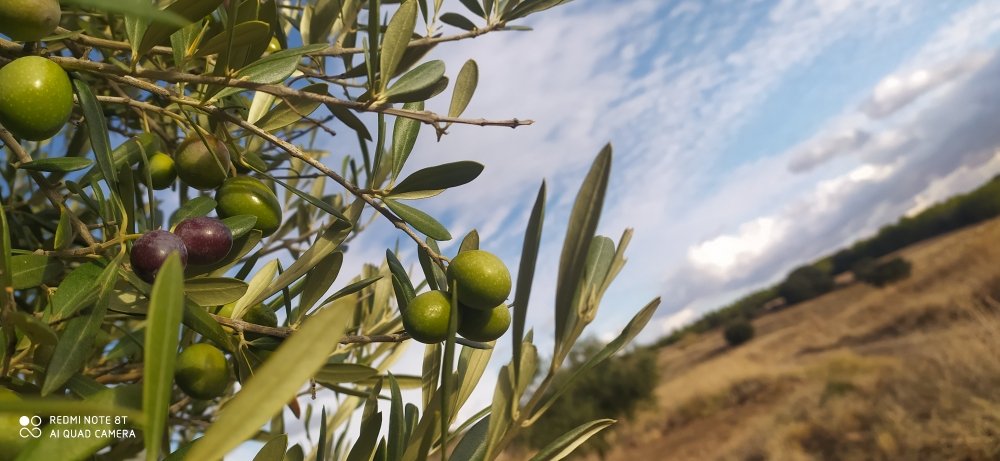 COSECHA TEMPRANA. Aceites Verdes - Premium - Gourmet