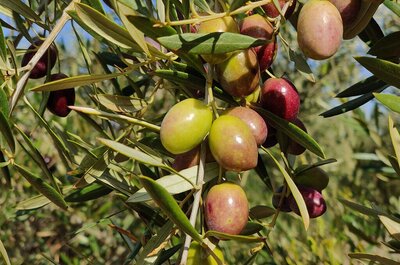 Aceite picual: usos y características