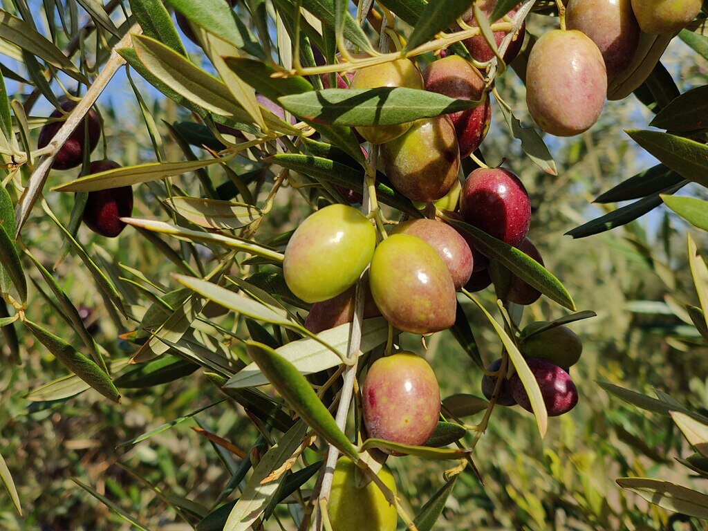 Aceite picual: usos y características