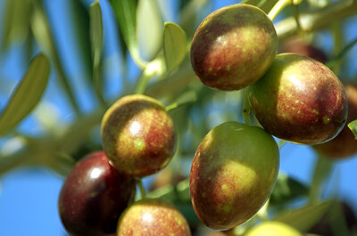 Aceite cornicabra: usos, características y propiedades