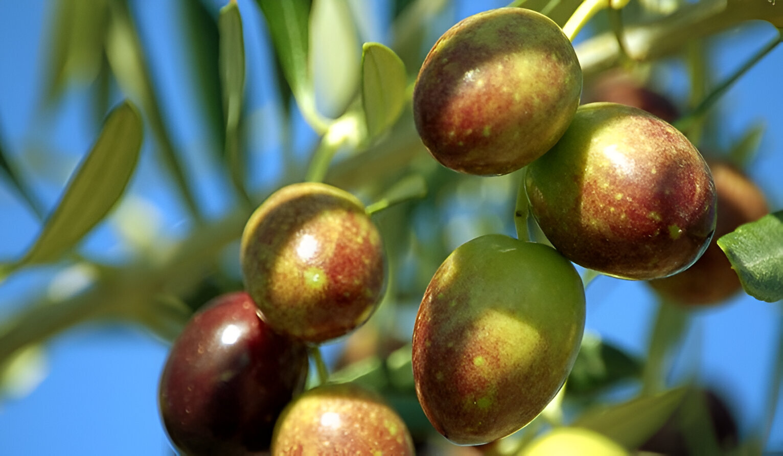 Aceite cornicabra: usos, características y propiedades