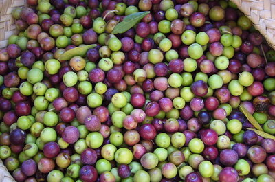 Aceite arbequina: usos, propiedades y características